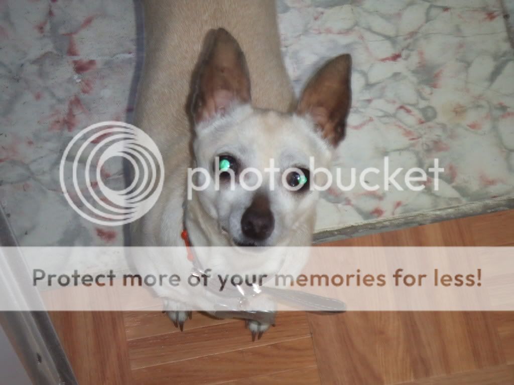 DSCF1748.jpg K OJOO!! picture by cheetor182