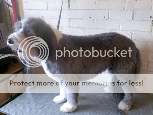 bearded collie haircut