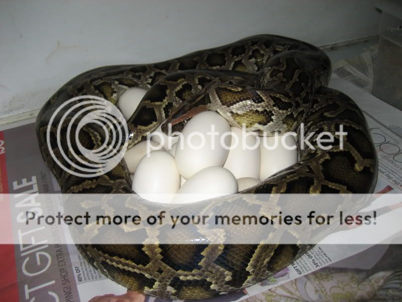 Mother Burmese Python On Eggs Photo by Caseys_Class | Photobucket