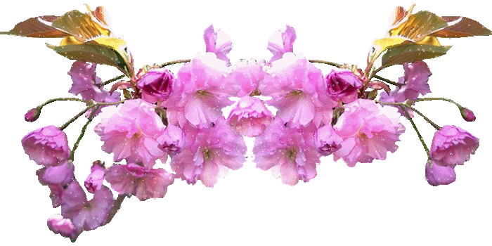 dividers photo: dividers eoxcx7c9x7shwp70xgpg1.gif